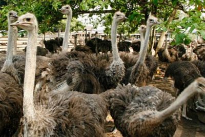 What Does Ostrich Meat Taste Like? A Complete Guide - American Ostrich Farms