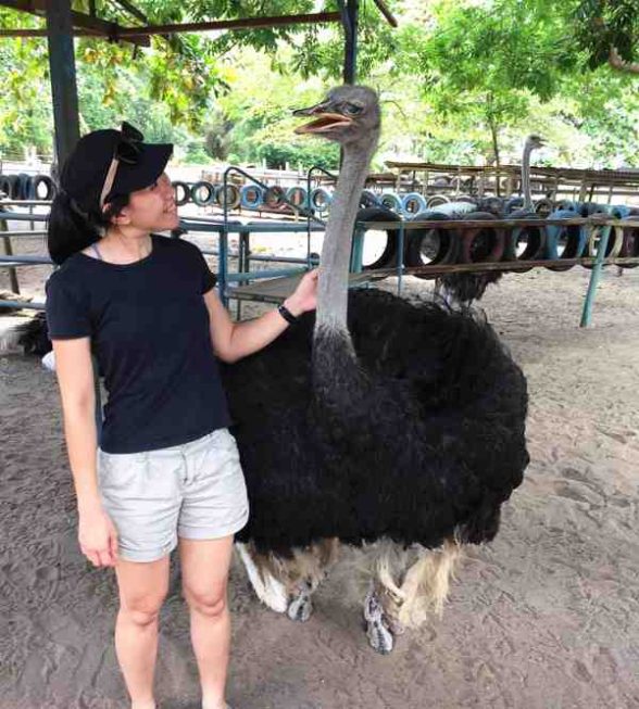 Desaru Ostrich Farm | Discover Cute Chickaboo In Johor Bahru