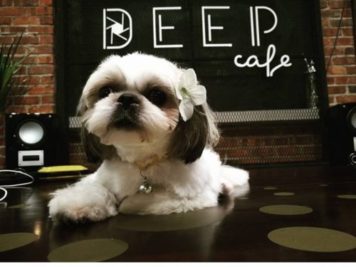Read more about the article Top 9 Pets Café in Johor Bahru