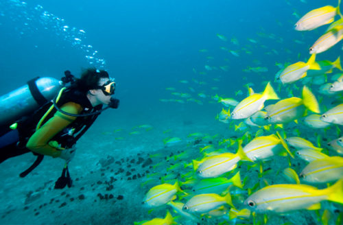 Scuba Diving Courses - Borneo Divers: Explore Sipadan, Mabul & Mamutik