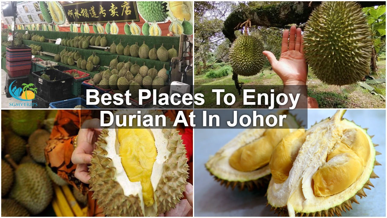 Read more about the article Top 15 Places To Buy Durian In Johor Bahru