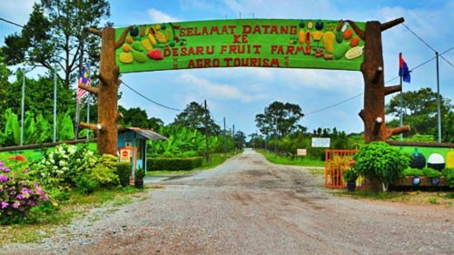 Top 15 Place To Buy Durian In Johor  ( Include Stall and Farm Info)