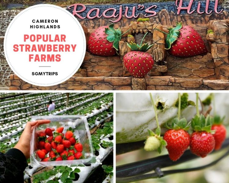 strawberry farms cameron highland