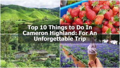 Read more about the article Top 10 Things to Do In Cameron Highland: For An Unforgettable Trip