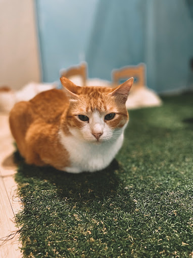 Purradise Cat