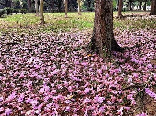 Sun Plaza Park Cherry Blossoms