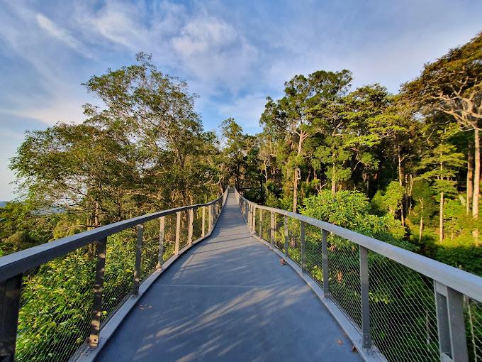 The Habitat Penang Hill_ langur way canopy walk