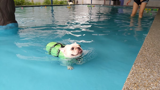Cubica Pets United - swimming pool