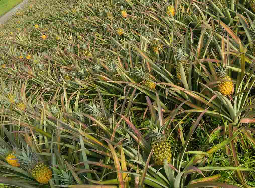 Nictar Pineapple Park - Pineapple