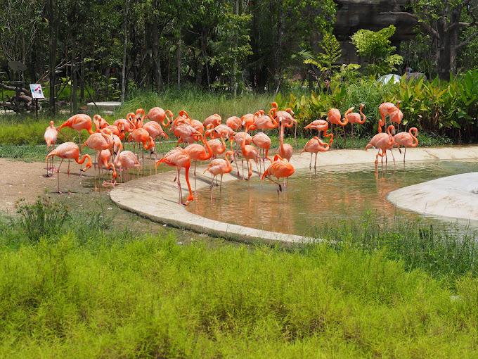 SG Zoo Bird Paradise