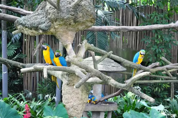 Zoo Bird animals SG
