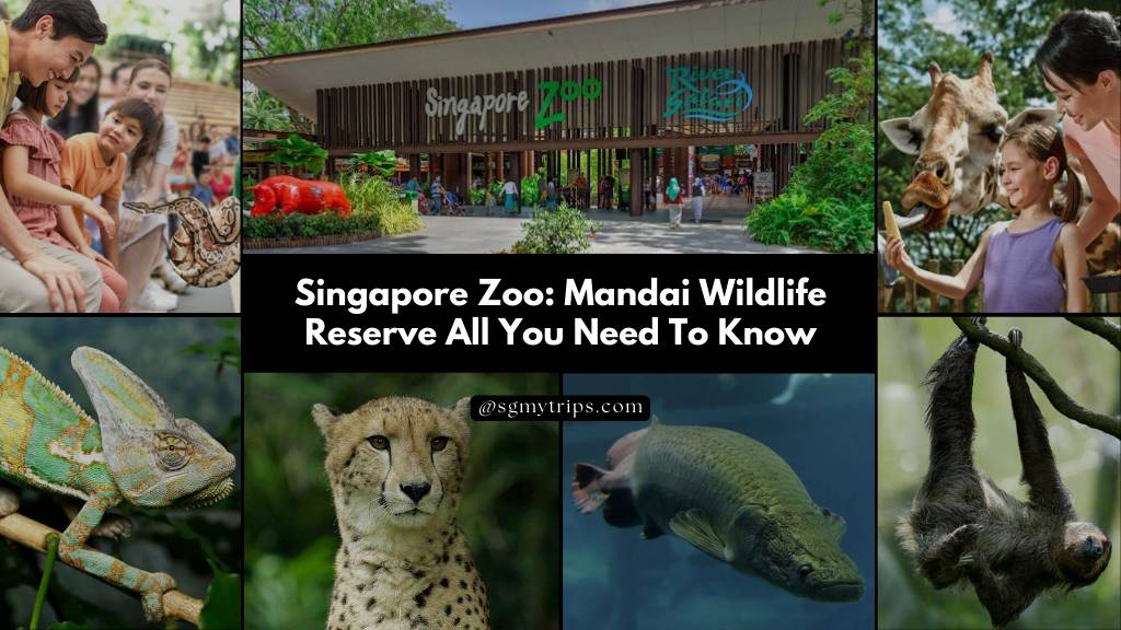 Singapore Zoo Mandai Wildlife Reserve All You Need To Know