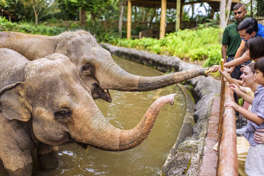 Elephant of Asian Feeding SG Zoo