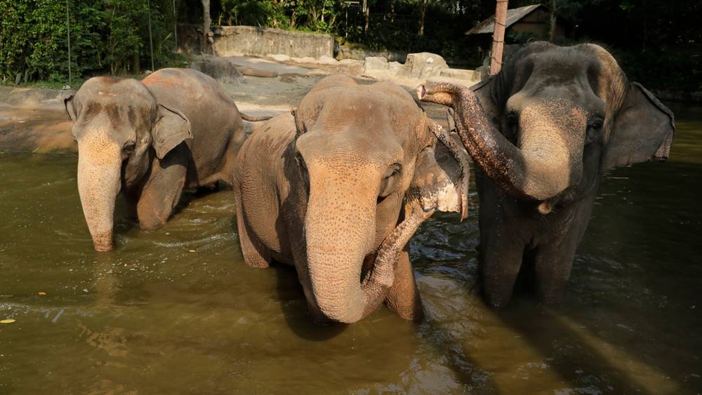 Elephant of Asian Water and Mud Spa