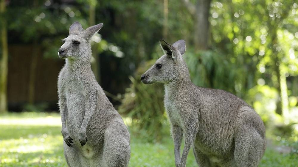 Australasia Kangaroos SG zoo