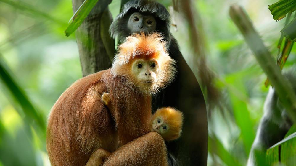 Singapore Zoo_Monkey