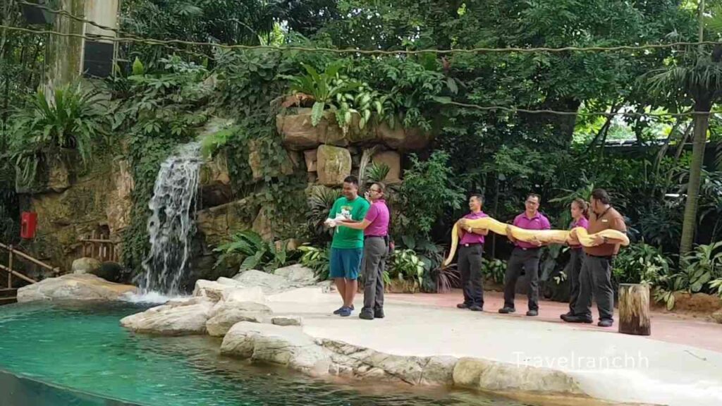 SG Rainforest Fights Back Snake