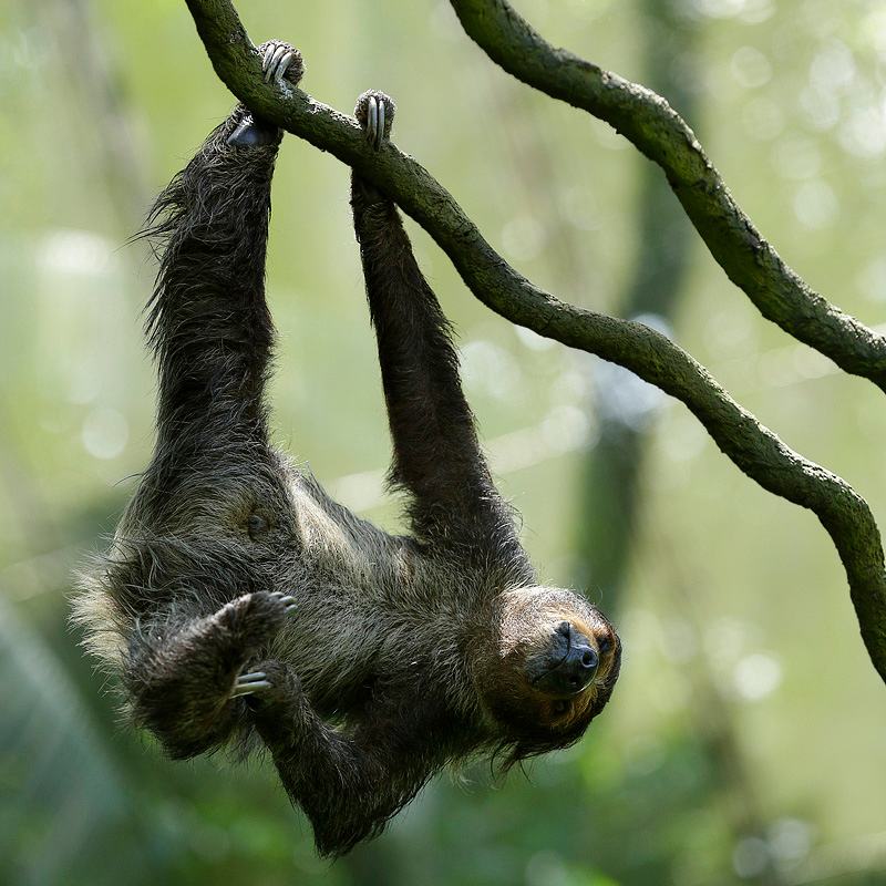 Singapore Zoo_Sloth