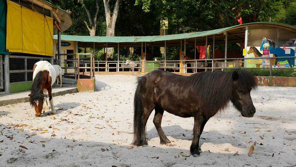 Singapore Zoo_Small Horse
