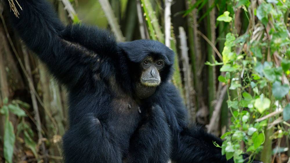 Singapore Zoo_Treetops Trail Monkey