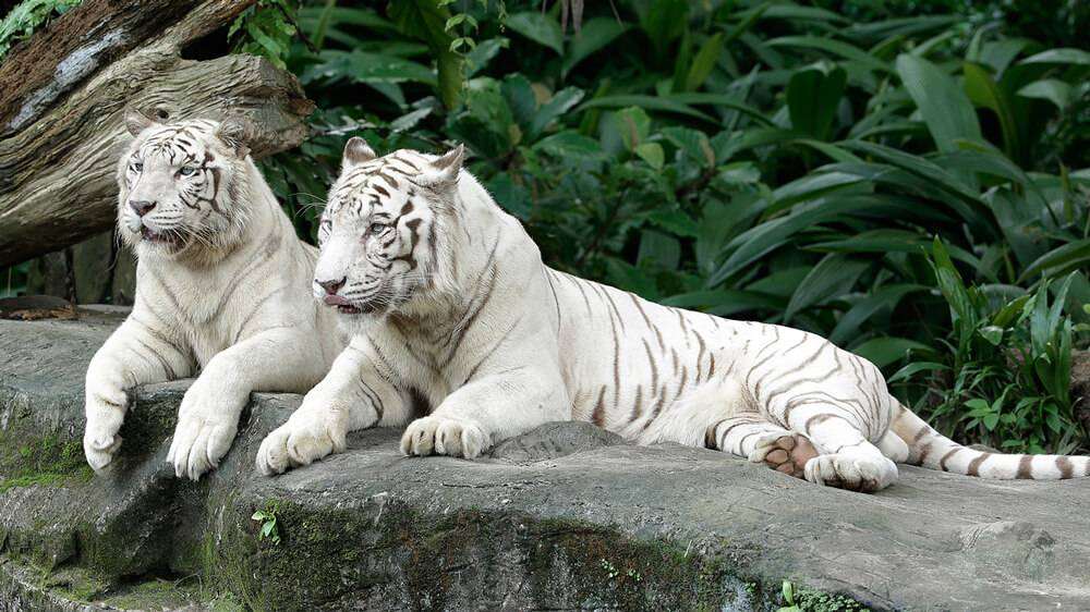 Singapore Zoo_Treetops Trail White Tiger