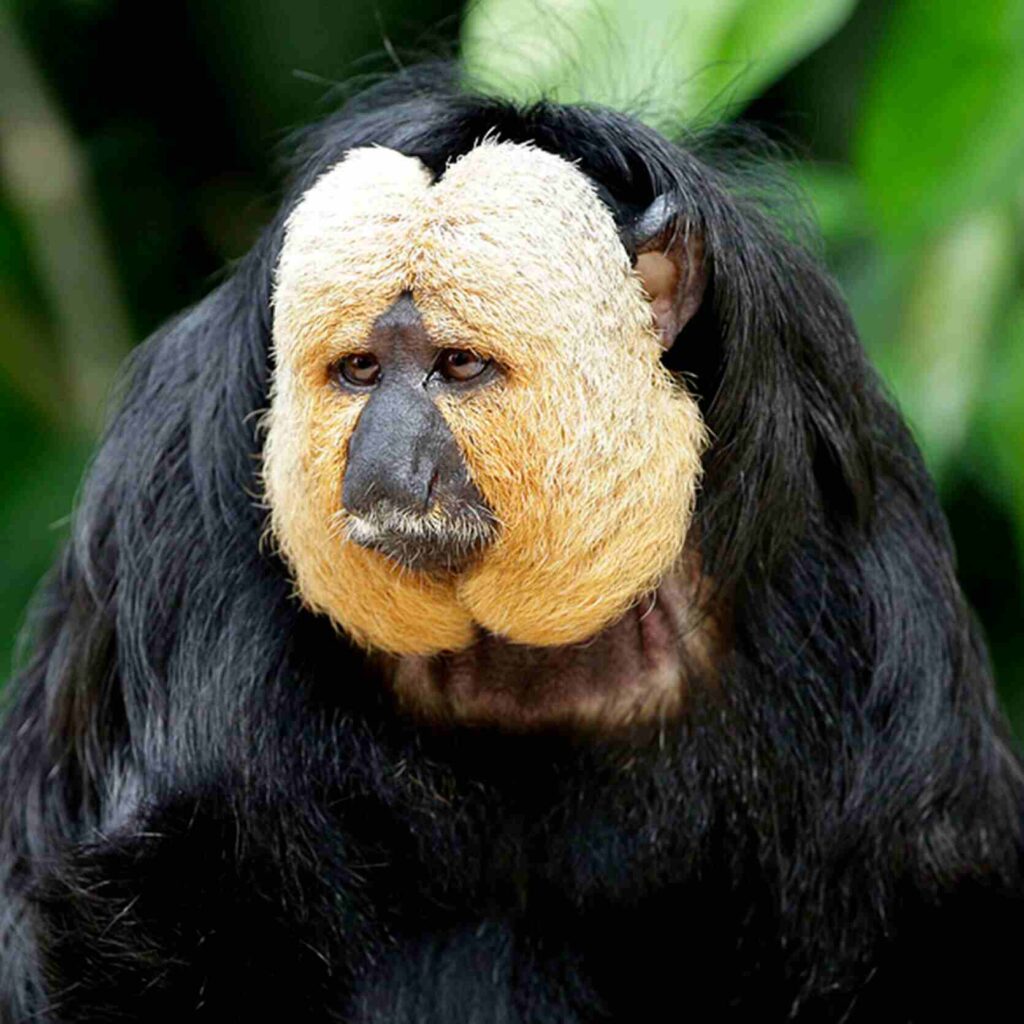 Singapore Zoo_White Face Ape