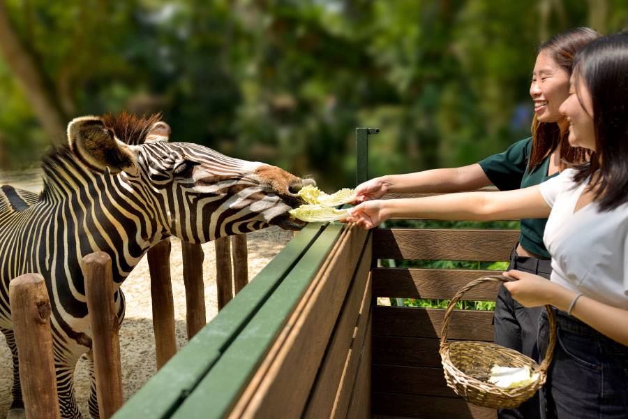 Singapore Zoo_Zebra