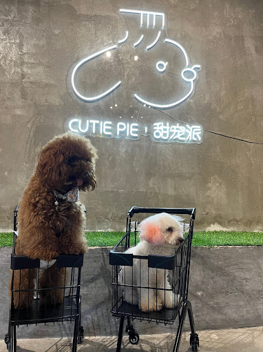 Cutie Pie Pet Pet Cafe dogs