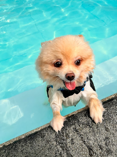 Swim Paradise Park & Cafe dog swimming