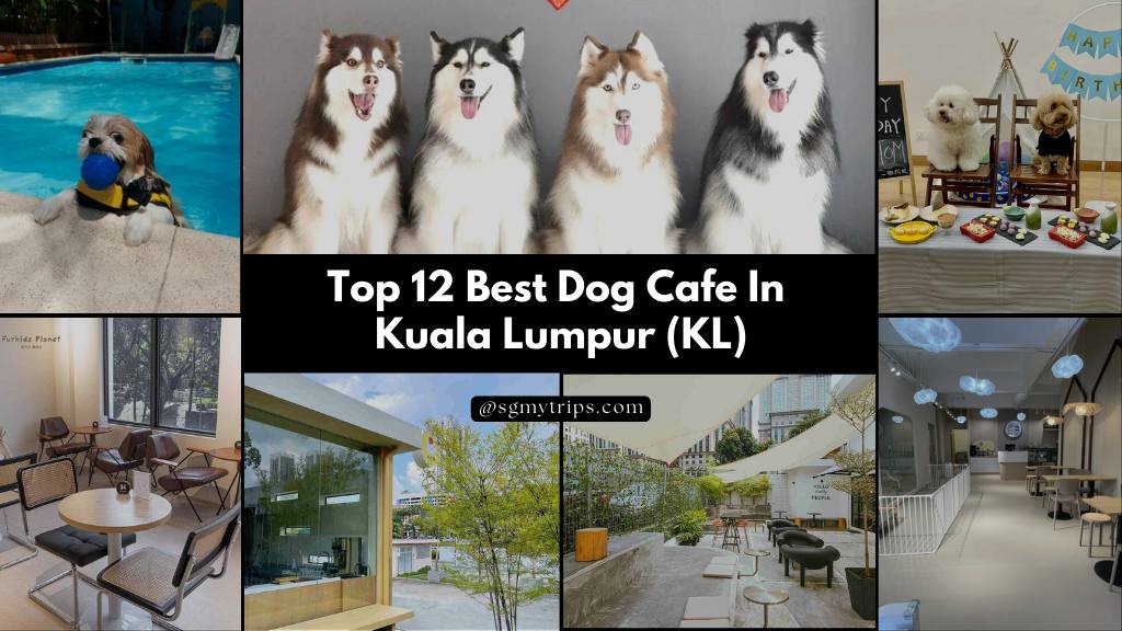 Top 12 Best Dog Cafe In Kuala Lumpur (KL)