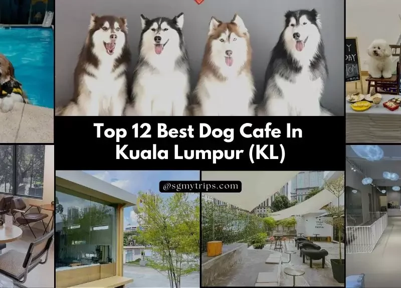 Top 12 Best Dog Cafe In Kuala Lumpur (KL)